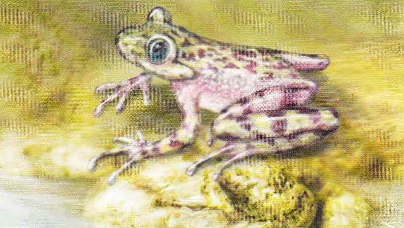 Кирпично-зеленая лягушка-привидение (Heleophryne rosei).
