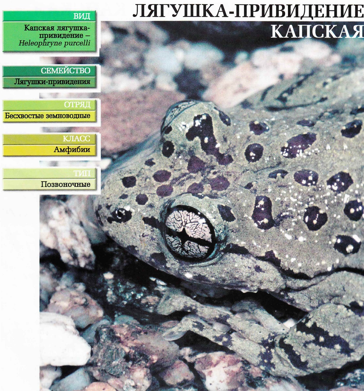 Систематика (научная классификация) лягушки-привидения капской. Heleophryne purcelli.