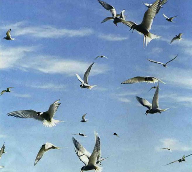 Аэродинамика и механика полёта птиц.
