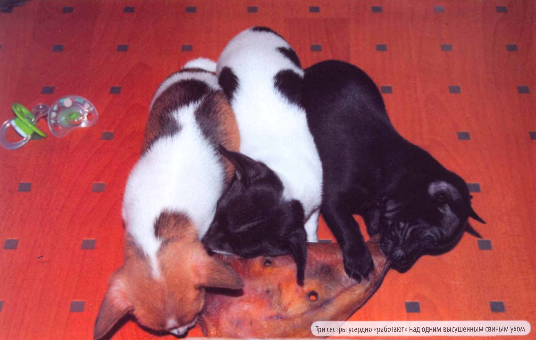 Три сестры усердно «работают» над одним высушенным свиным ухом.
