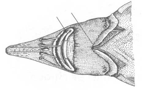 Осетрообразные Чёрного моря - отряд acipenseriformes. Подкласс chondrostei - хрящевые ганоиды.