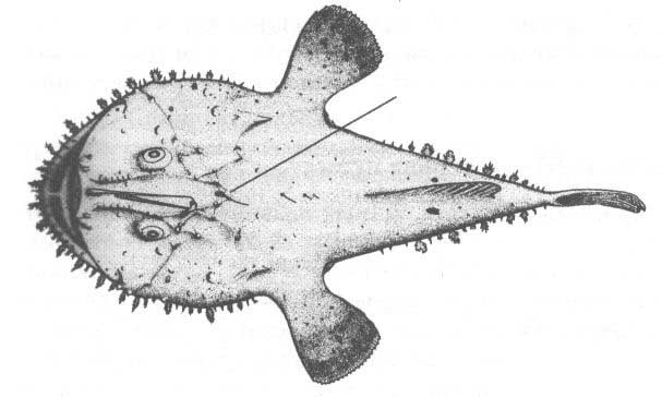 Удильщикообразные Чёрного моря. Отряд lophiiformes.