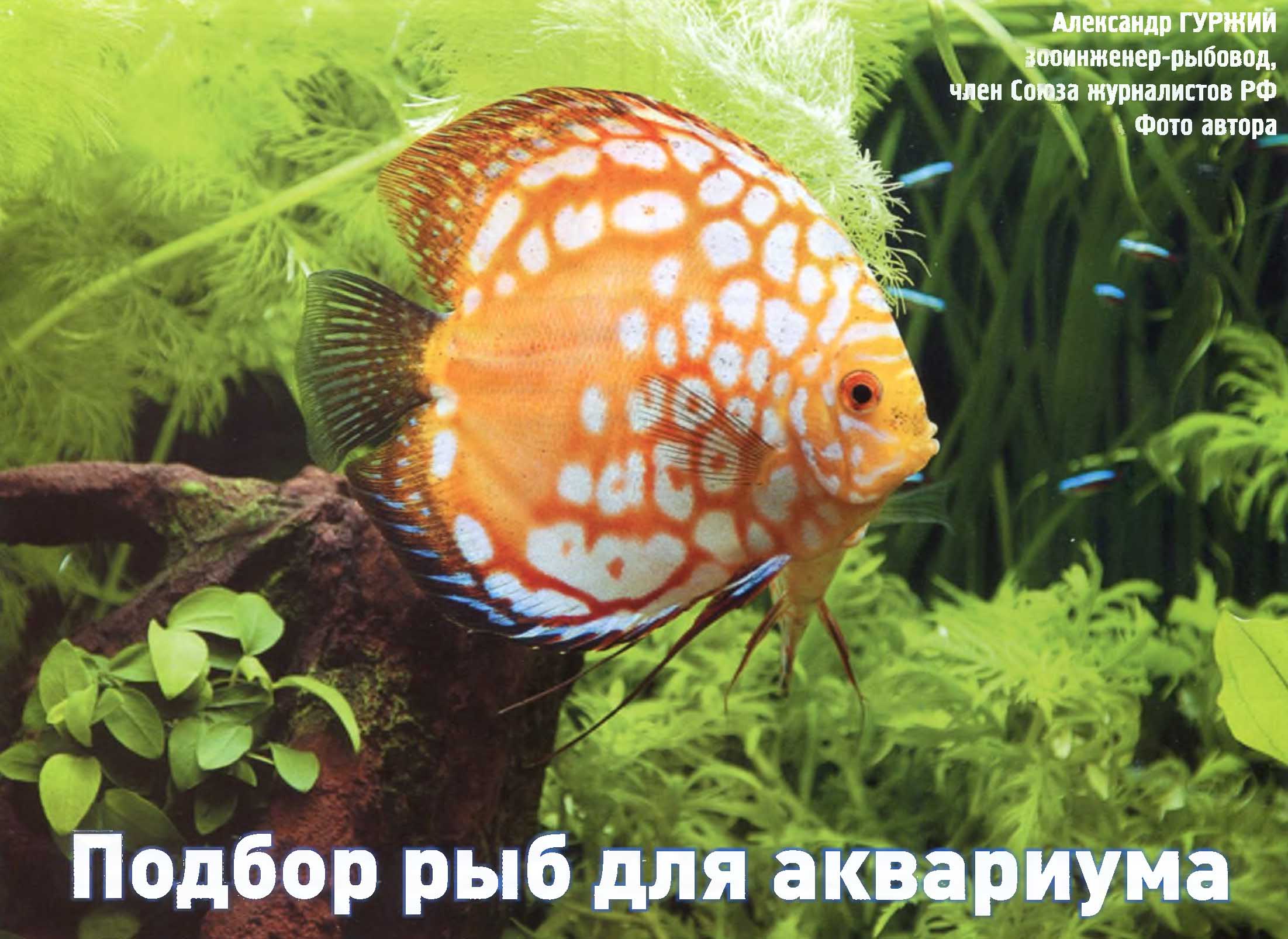 Какие аквариумные рыбы могут жить вместе, а какие нет.