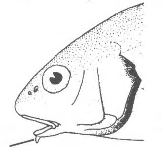Горбылевые Чёрного моря (семейство Sciaenidae).