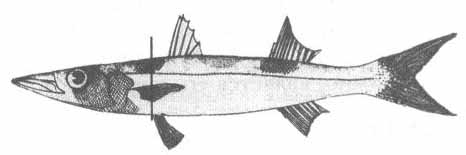 Барракудовые (сфиреновые) рыбы Чёрного моря. Семейство Sphyraenidae.