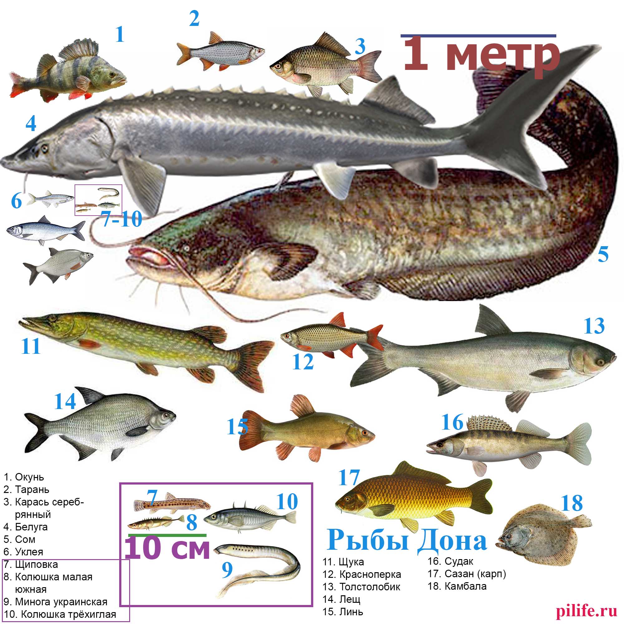 Распространённые виды рыб реки Дон в масштабе.