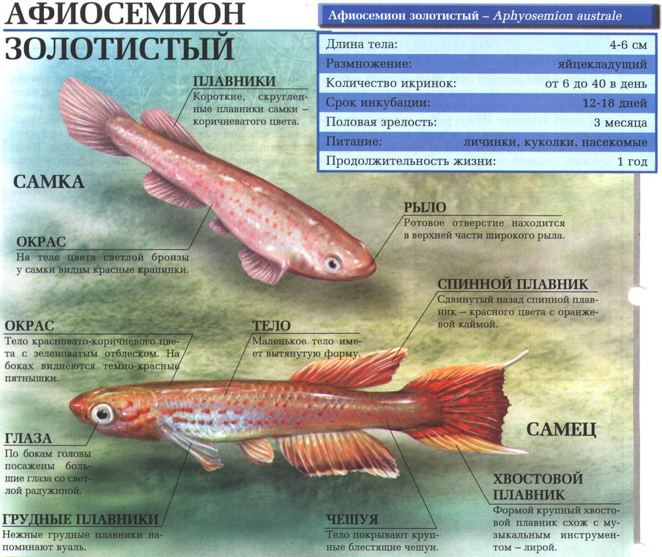 Афиосемион золотистый - африканская рыбка, частый обитатель аквариумов.