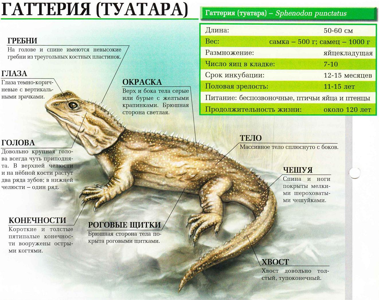 Гаттерия (туатара) – ящерица живущая до 120 лет.:::Таутара (гаттерия).