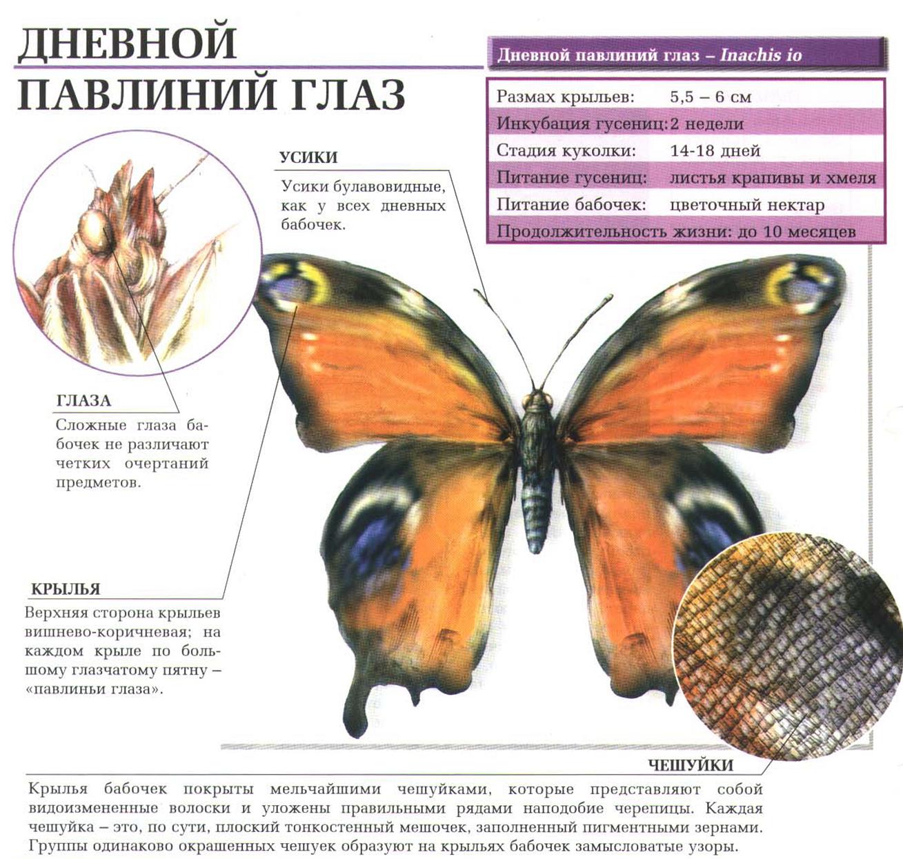 Бабочка дневной павлиний глаз – самая красочная бабочка Европы.:::Бабочка павлиний глаз.
