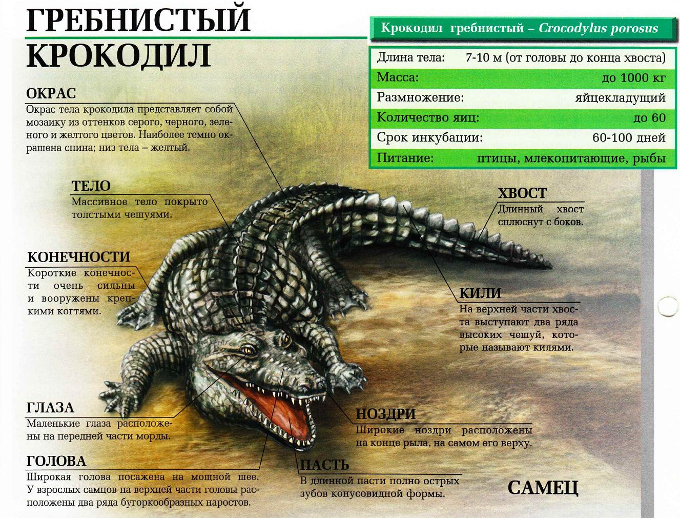Гребнистый крокодил - самый большой крокодил в мире.:::Гребнистый крокодил.