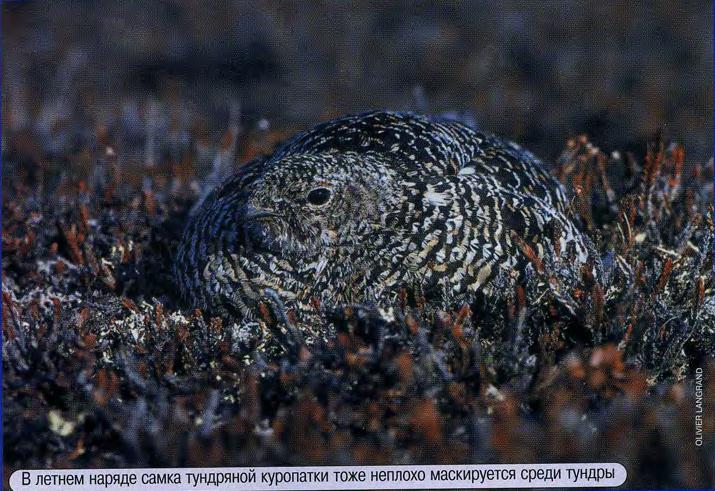 В летнем наряде самка тундряной куропатки тоже неплохо маскируется среди тундры.