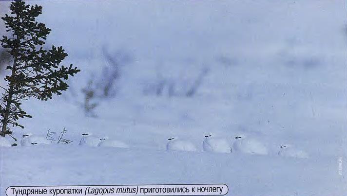 Тундряные куропатки (Lagopus mutus) приготовились к ночлегу.
