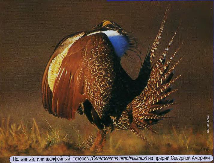 Полынный, или шалфейный, тетерев (Centrocercus urophasianus) из прерии Северной Америки.