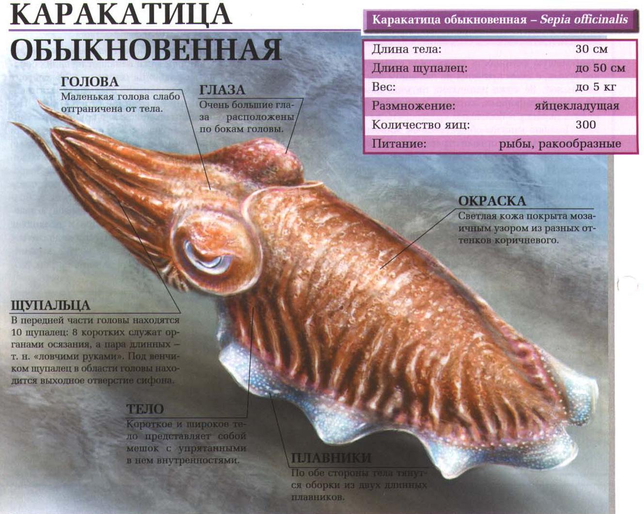 Каракатица обыкновенная или сепия.:::Обыкновенная каракатица.