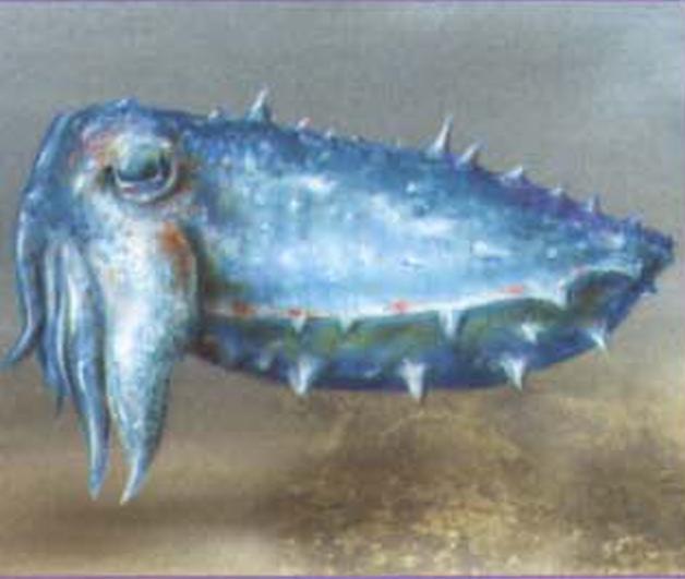 Sepia prashadi.