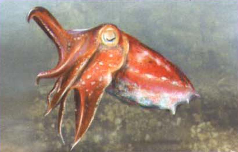 Широкорукая сепия (Sepia latimanus).