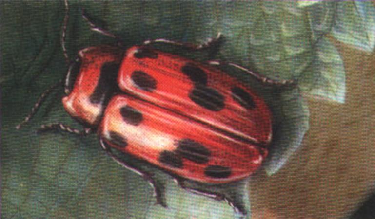 Ивовый изменчивый листоед (Phytodecta viminalis).