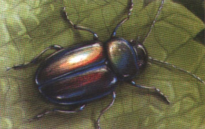 Яснотчатый листоед (Chrysomela fastuosa).
