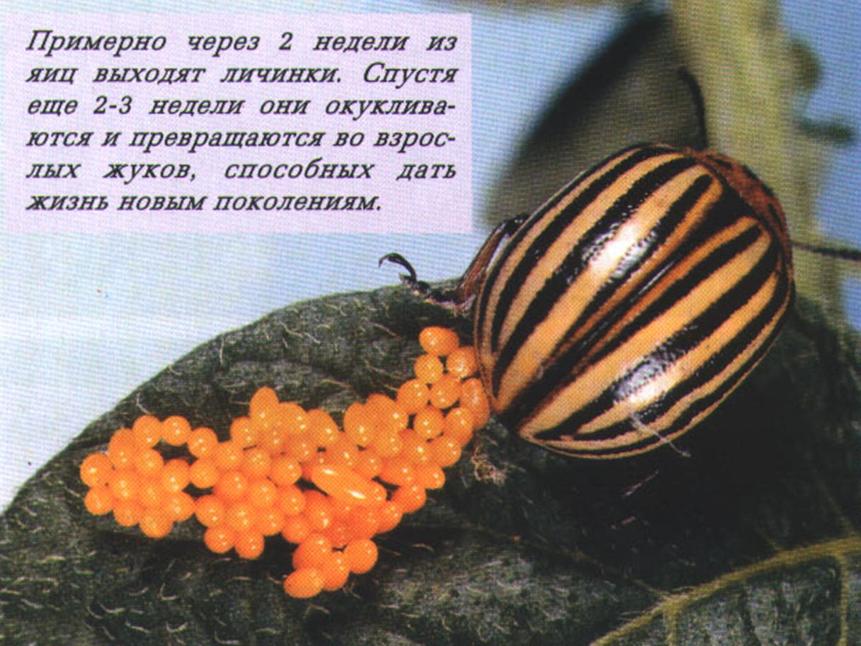 Примерно через 2 недели из яиц выходят личинки. Спустя еще 2-3 недели они окукливаются и превращаются во взрослых жуков, способных дать жизнь новым поколениям.