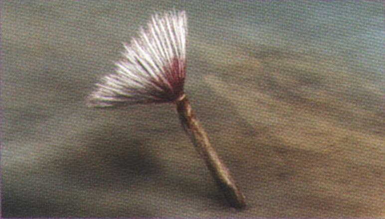 Сабелла (Sabella maculata).
