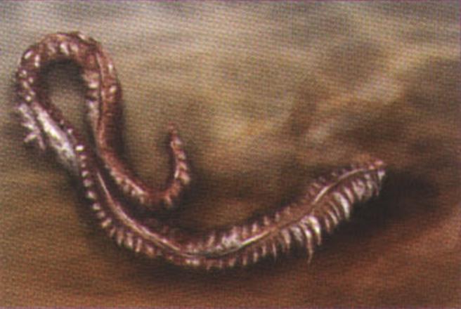 Нереис (Nereis).
