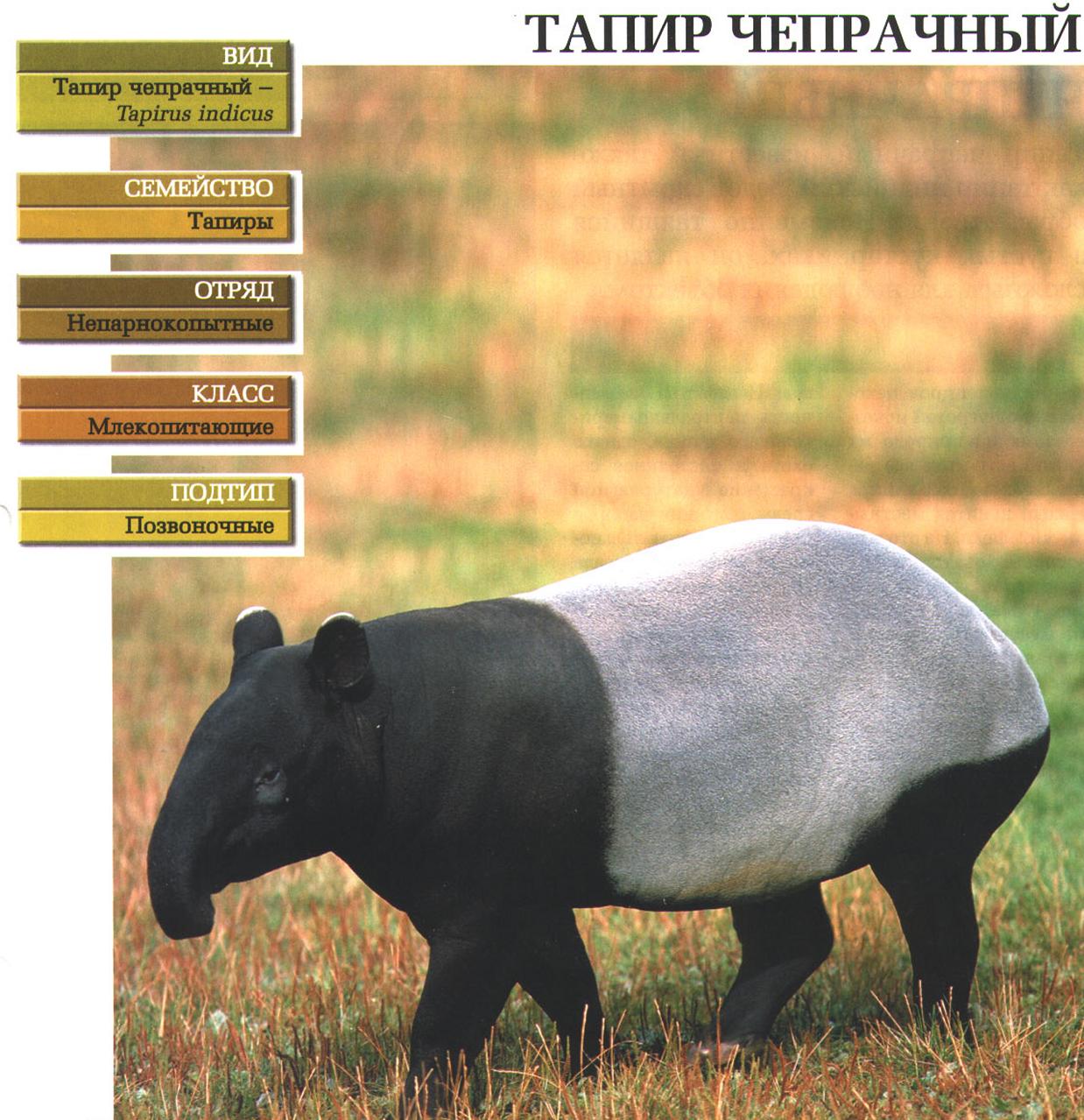Чепрачные тапиры.