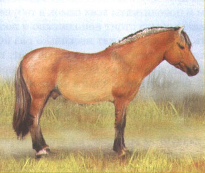 Фьординг.

