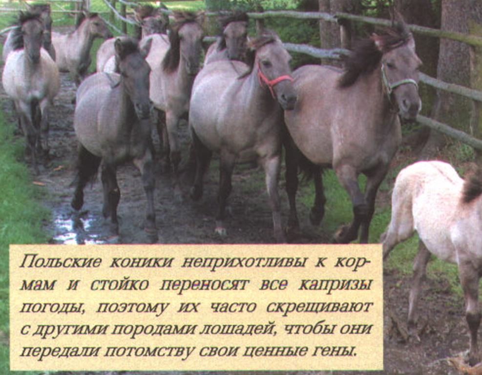 Польские коники неприхотливы к кормам и стойко переносят все капризы погоды, поэтому их часто скрещивают с другими породами лошадей, чтобы они передали потомству свои ценные гены.