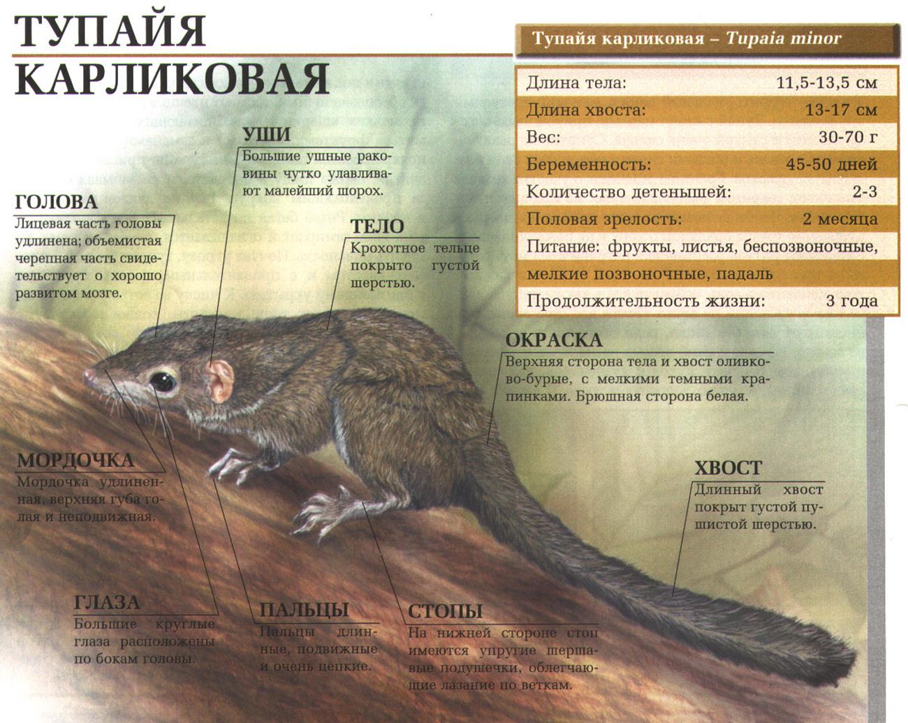 Тупайя карликовая.