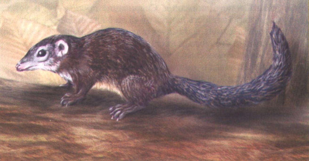 Индийская анатана (Anathana ellioti).
