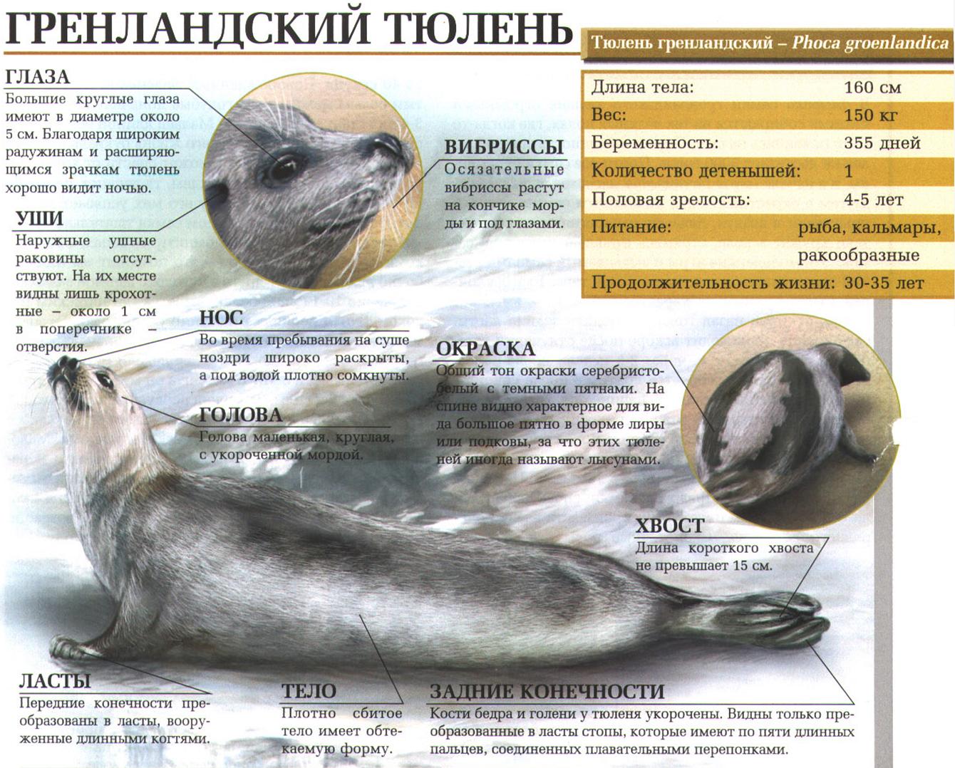 Гренландский тюлень.