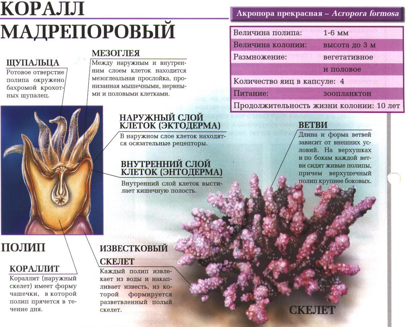 Мадрепоровые кораллы.