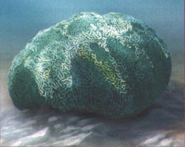 Мозговик (Diploria cerebriformis).