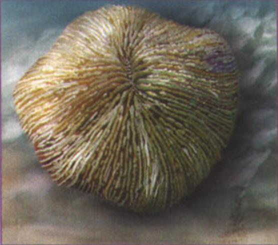 Фунгия овальная (Fungia sp.).
