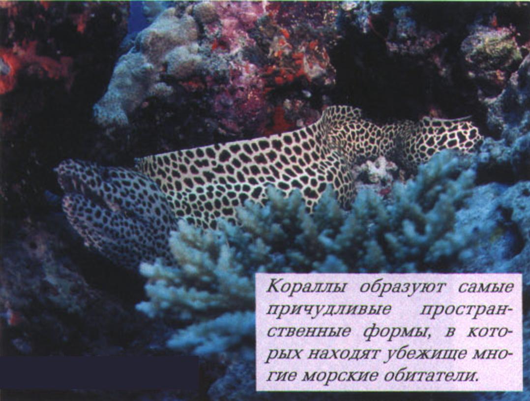 Кораллы образуют самые причудливые пространственные формы, в которых находят убежище многие морские обитатели.