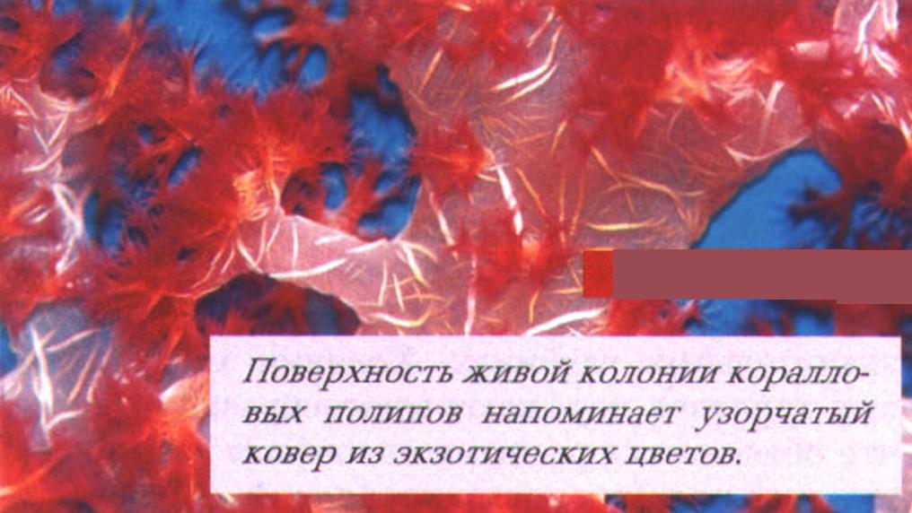 Поверхность живой колонии коралловых полипов напоминает узорчатый ковер из экзотических цветов.