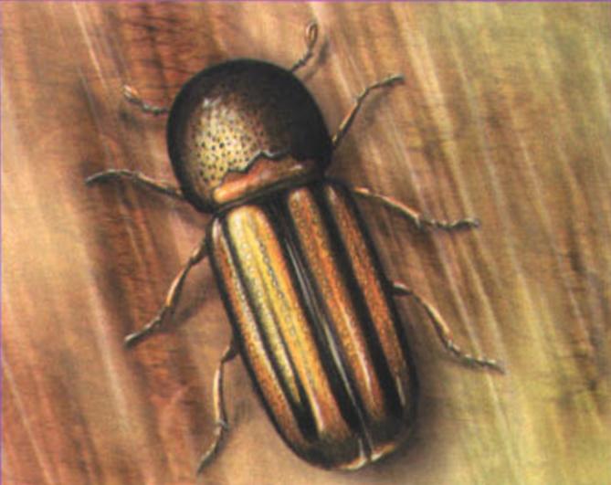 Хвойный (полосатый) древесинник (Trypodendron lineatum).