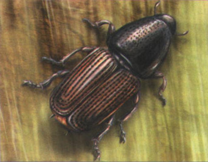 Большой ильмовый заболонник (Scolytus scolytus).
