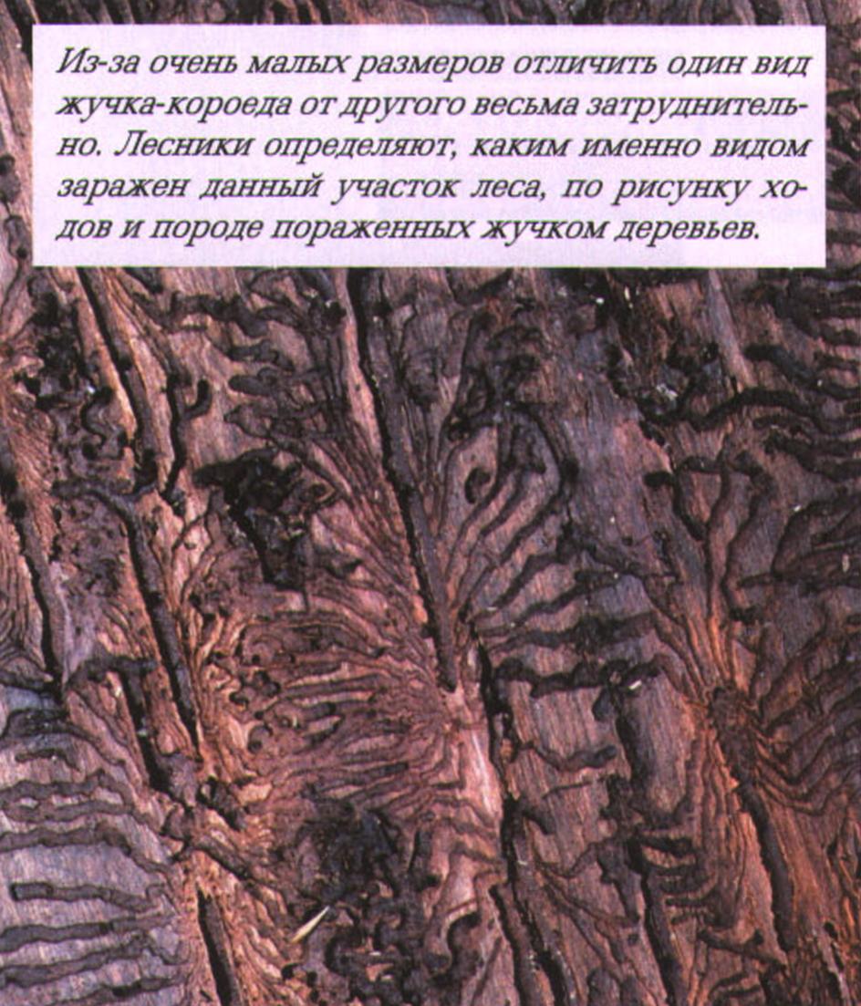 Из-за очень малых размеров отличить один вид жучка-короеда от другого весьма затруднительно. Лесники определяют, каким именно видом заражен данный участок леса, по рисунку ходов и породе пораженных жучком деревьев.