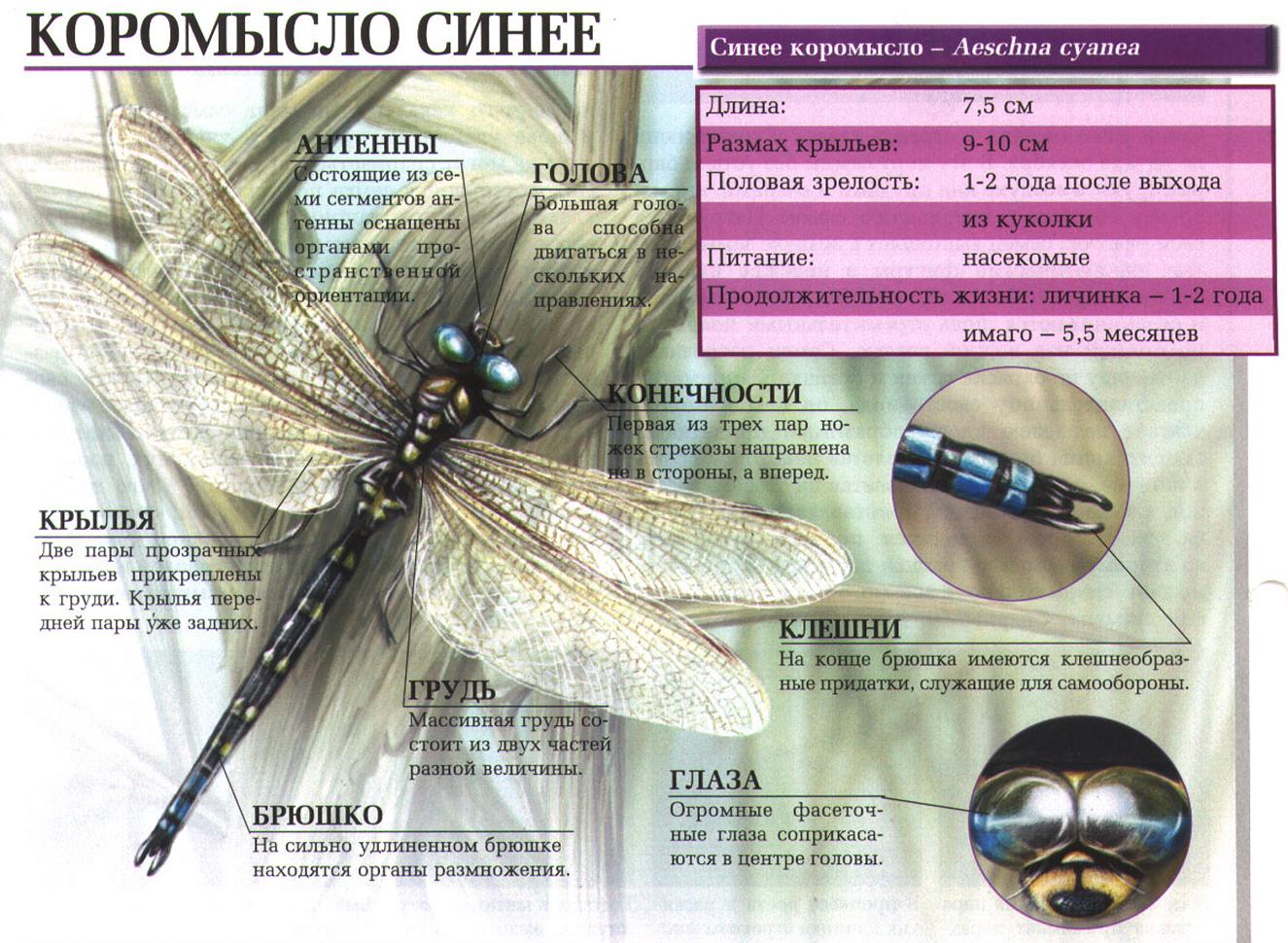 Стрекоза синее коромысло.:::Коромысло синее (стрекоза).