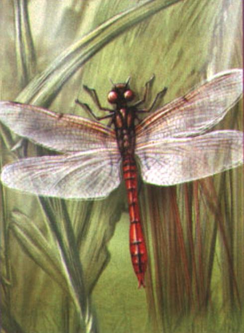 Обыкновенная стрекоза (Sympetrum vulgatum).
