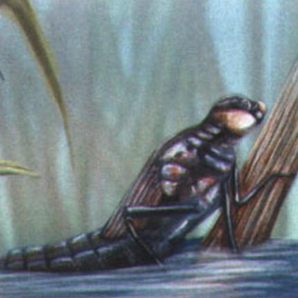 Готовая к метаморфозу личинка выходит из воды на сушу.