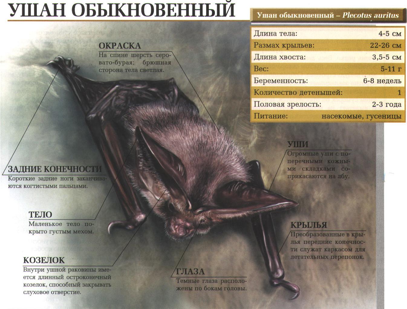 Ушан обыкновенные – европейская летучая мышь.:::Обыкновенный ушан.