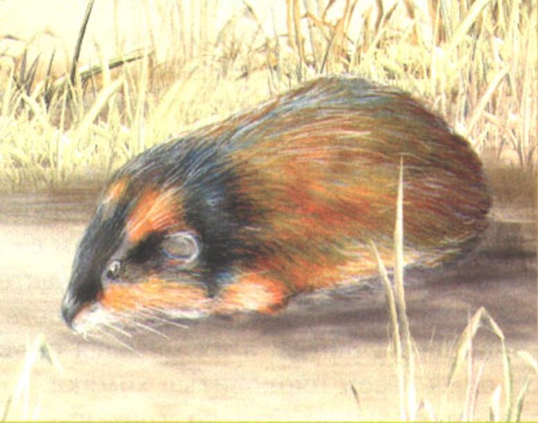 Норвежский лемминг (Lemmus lemmus).
