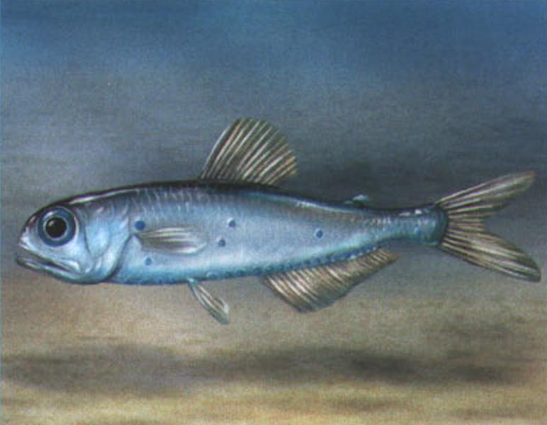 Пятнистый миктоф (Myctophum punctatum).