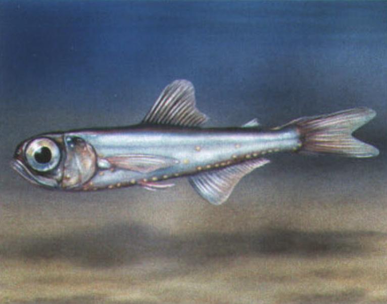 Хигоф Бенуа (Hygophum benoiti).
