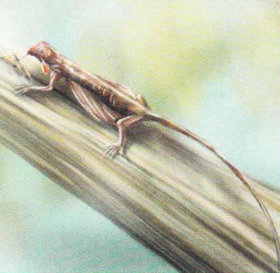 Агама подкрепляется, слизывая с коры муравьев.