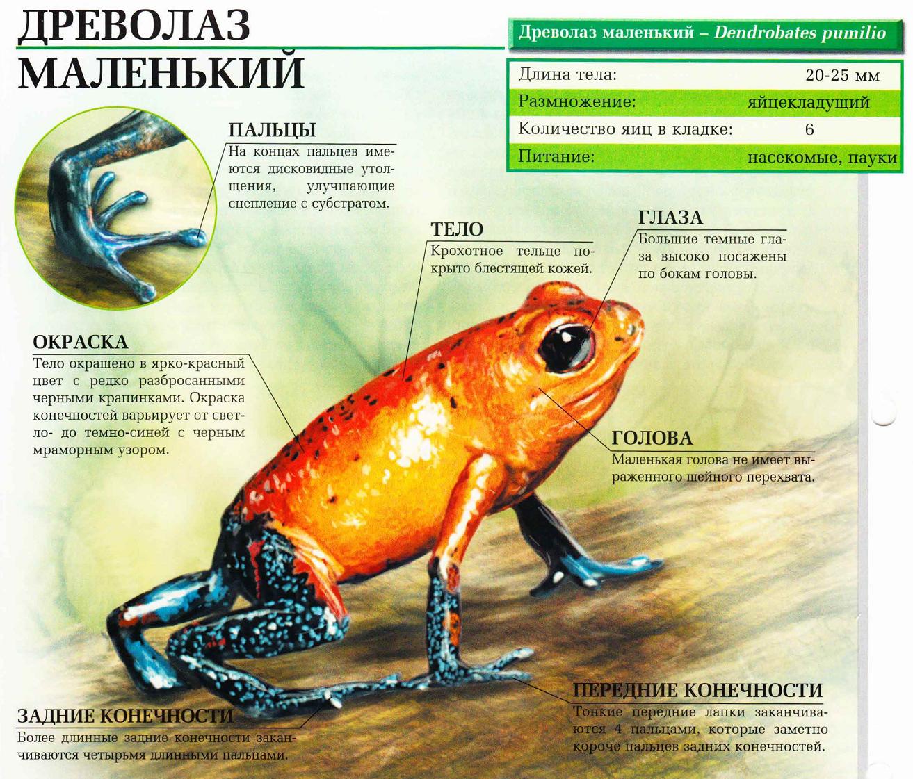 Древолаз маленький.