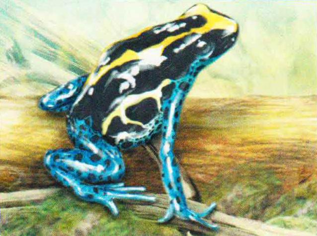 Золотистый древолаз (Dendrobates altobueyensis).