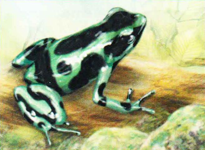Пятнистый древолаз (Dendrobates tinctorius).
